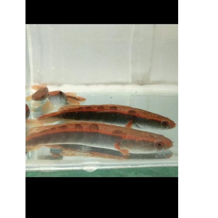 

NPG channa red sampit budidaya sendiri murah 557MUNM