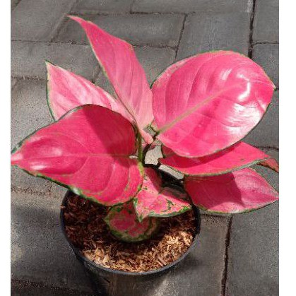 bunga aglonema,red anjamani rimbun sesuai foto