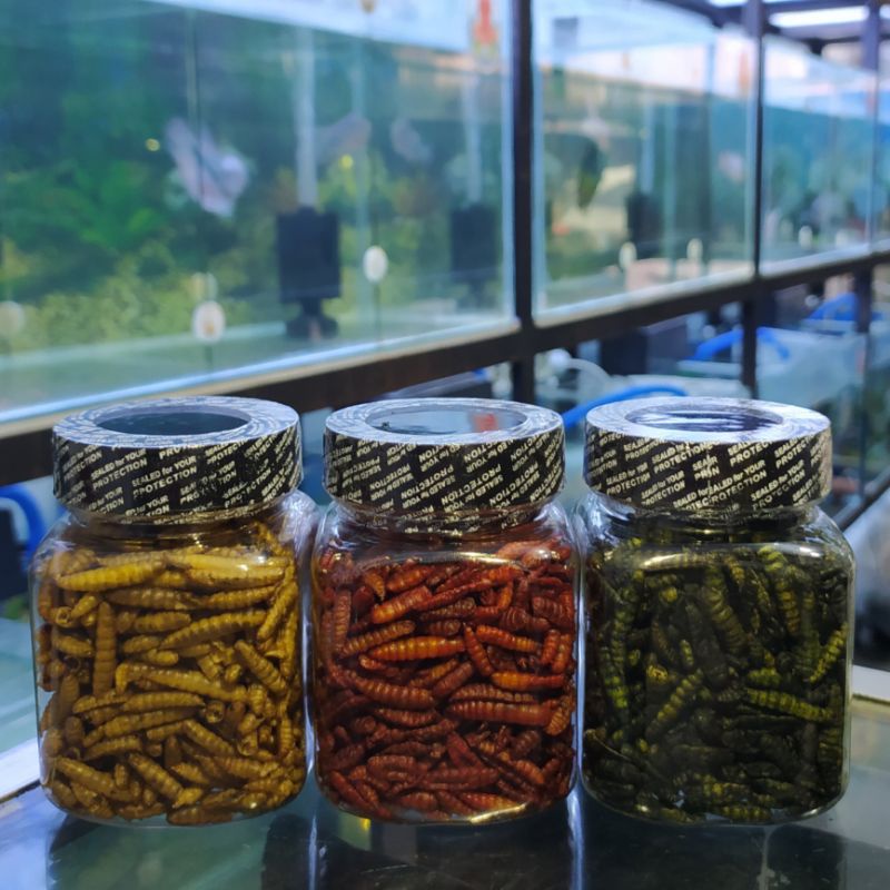 MAGGOT SUPER +++ RED BLUE 30gram RACIKAN ALAMI PEWARNA LEBIH PEKAT KUALITAS TERBAIK PAKAN CHANA CHAN