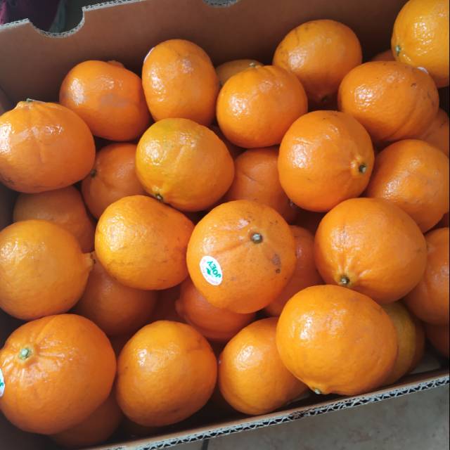 

Jeruk Honey Murcot Aussie
