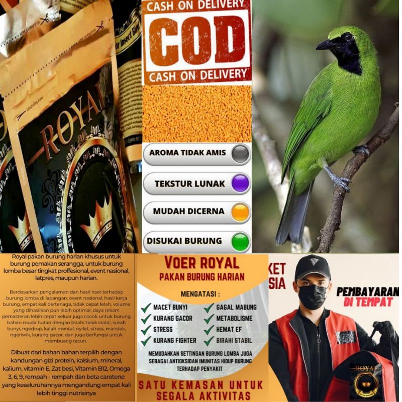 pur pakan burung cucak ijo cucak cungko voer royal