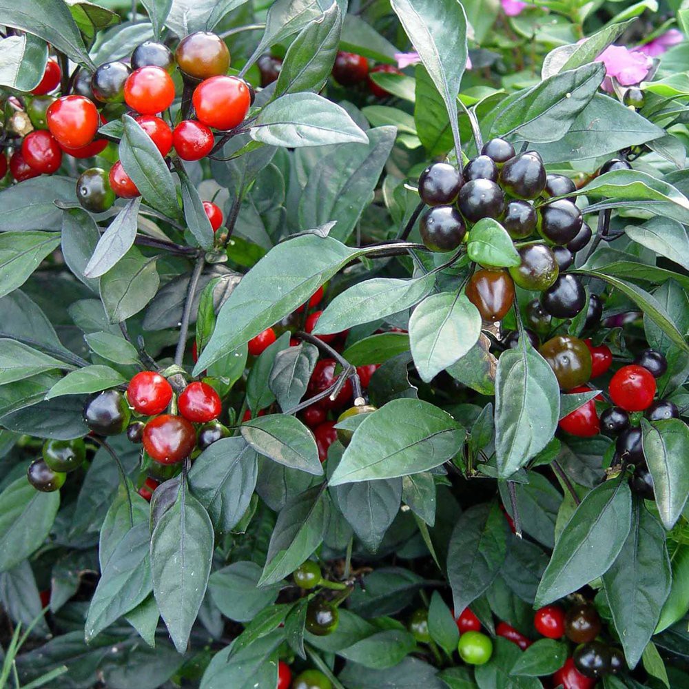 Benih Bibit Biji - Cabai Black Pearl Ornamental Pepper Cabe Hias Hitam Seeds - Daun Hitam Eksotis - Buah Mentah Hitam - Matang Merah