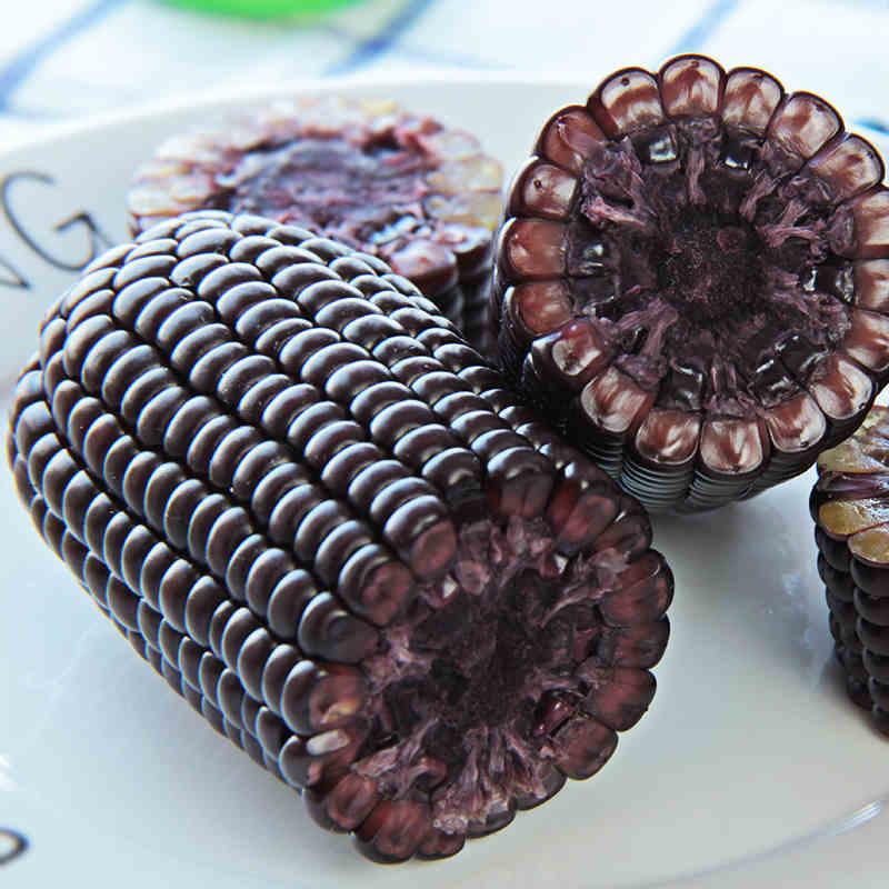 Victory Seed - Bibit Benih Jagung Hitam Ketan (Isi 10 Biji)