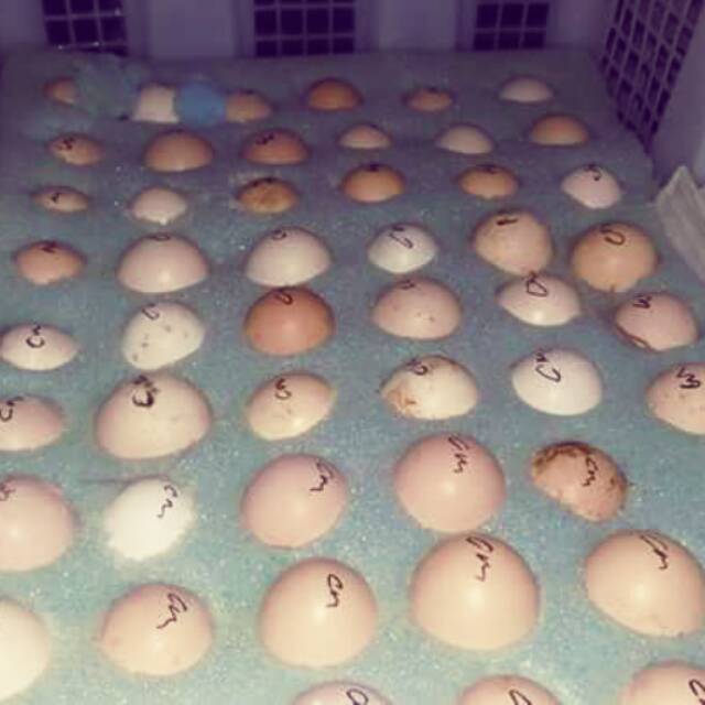 Telur ayam cemani dan ayam hias