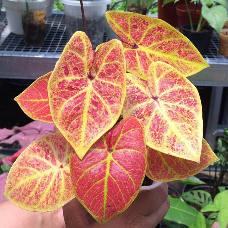 Caladium/Keladi New Wave