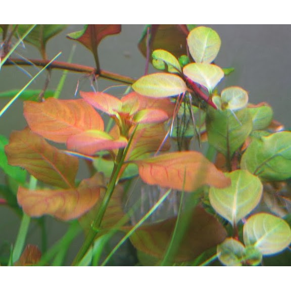 Ludwigia mexicana
