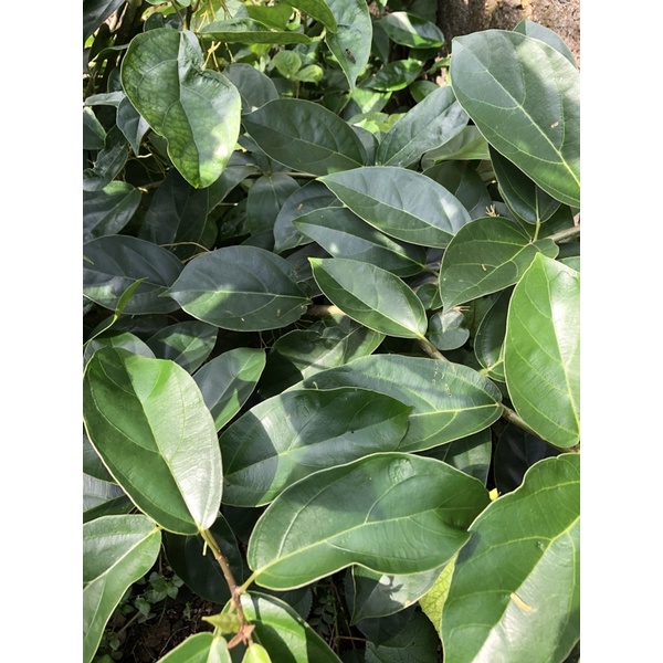 

Daun cincau hijau perdu segar fresh 50 gr