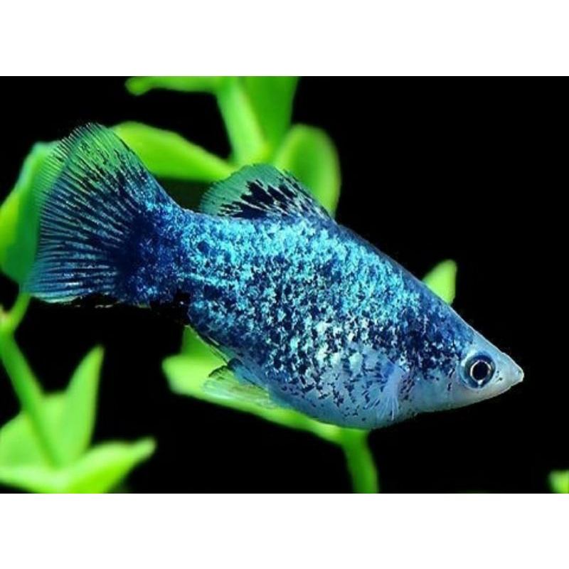 Jual Ikan Platy Molly Swordtail Guppy Random Indonesia Shopee Indonesia
