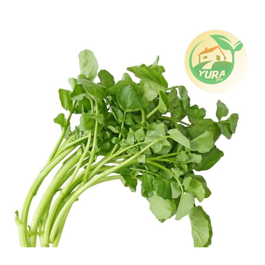 

SELADA AIR Organik 100% Sayur Segar Organic