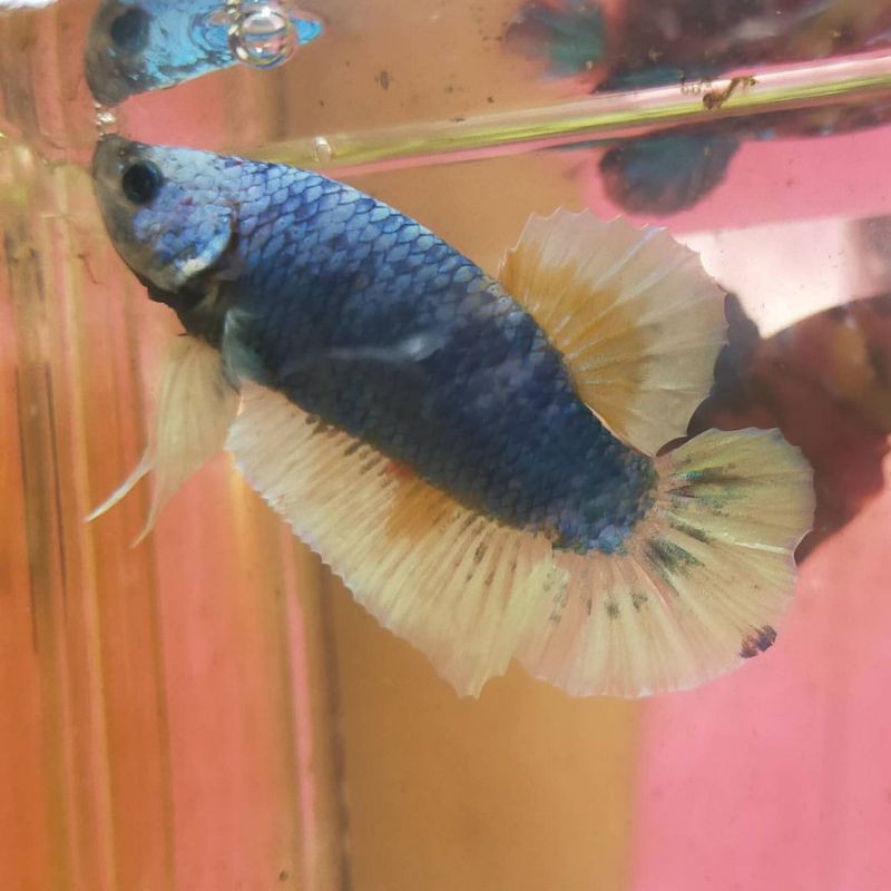 ikan cupang nemo blue cooper gold