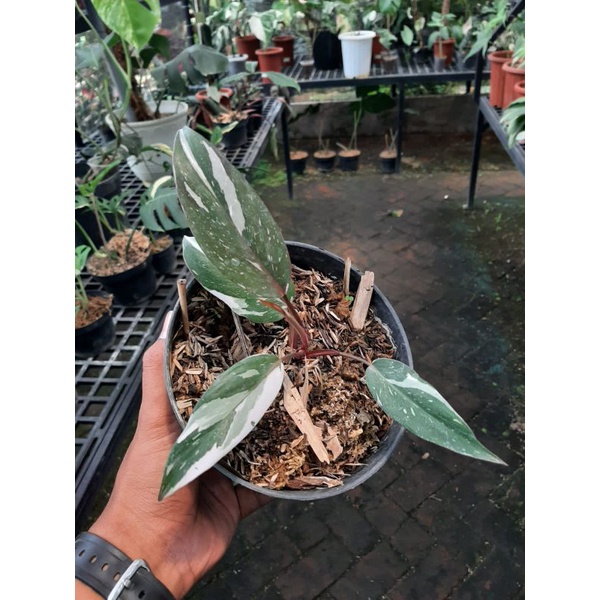 Philodendron Anderson