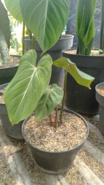 Tanaman Hias Philodendron Gloriosum