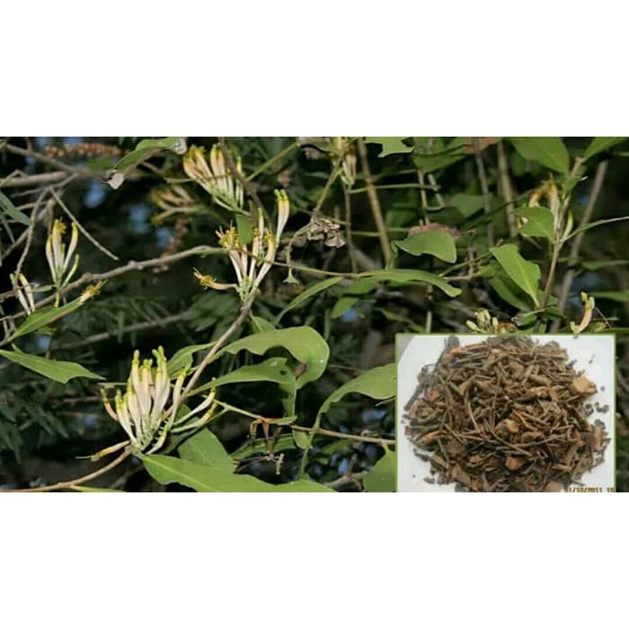 

Daun Benalu Teh Original vnl1753