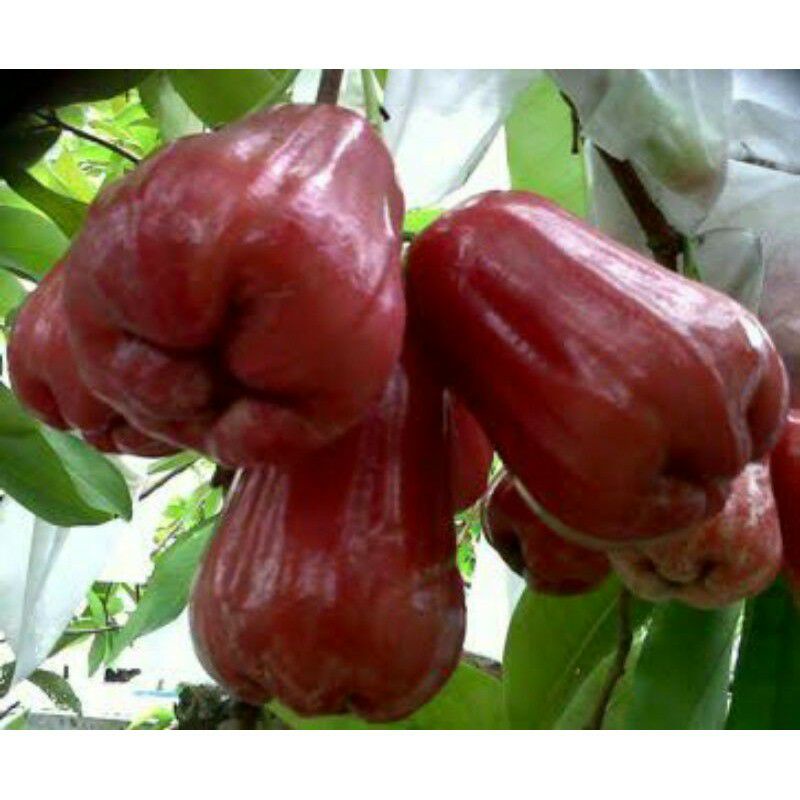 

Jambu Air Black Diamond Super Manis