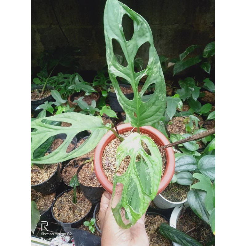 Monstera janda bolong varigata lokal