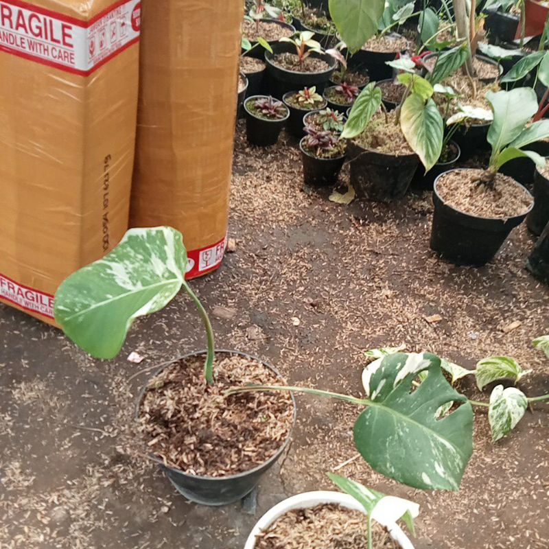 tanaman monstera variegata