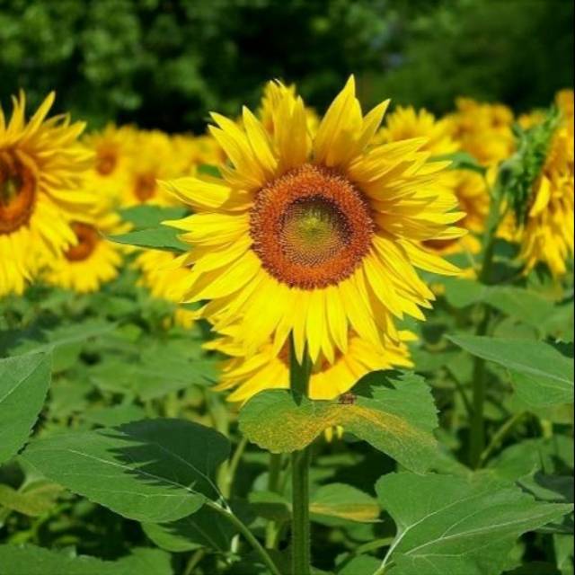 20 Biji Benih Bunga Matahari Lokal Sunflower Helianthus ...