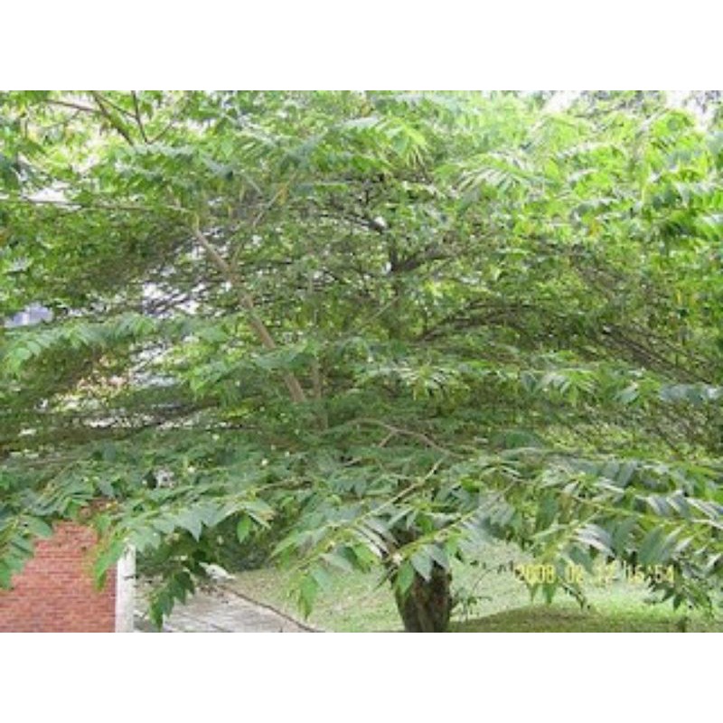 

Daun kersen segar 100gr