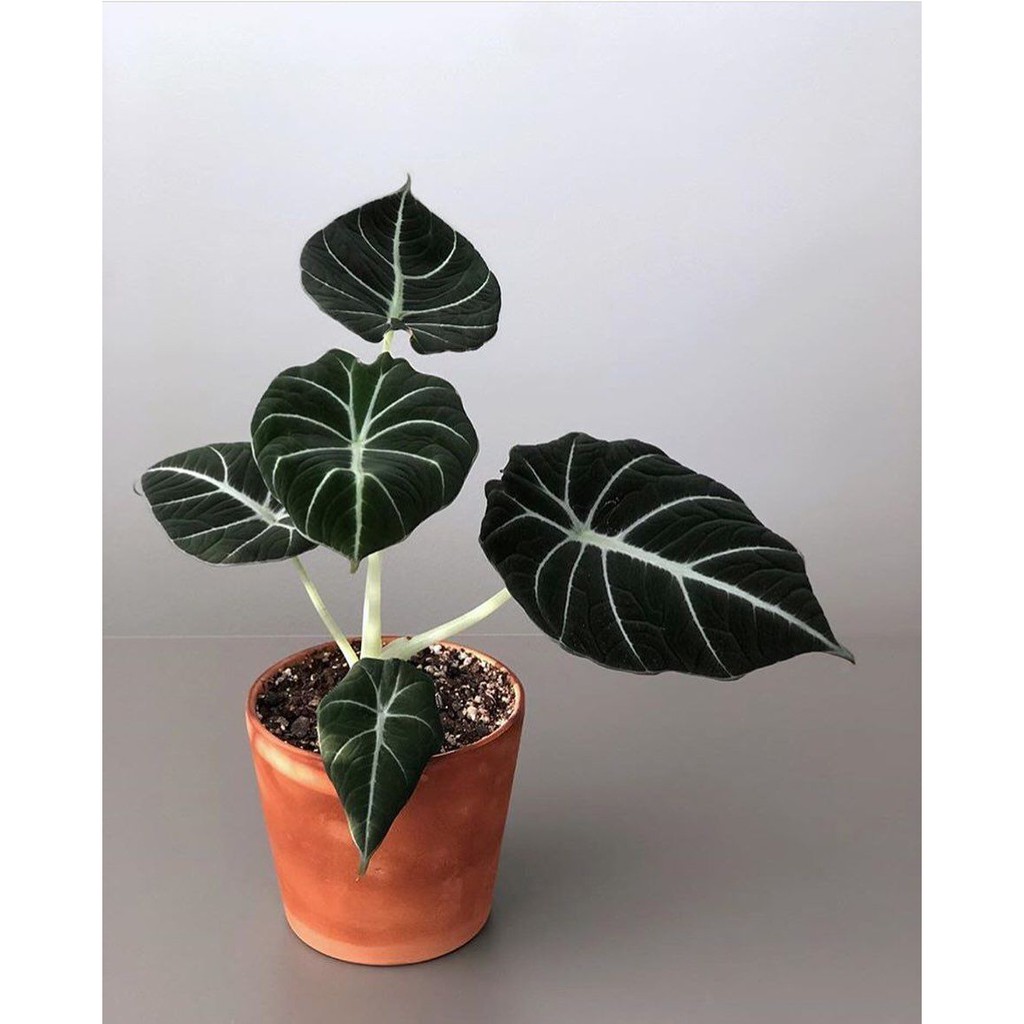 BIBIT TANAMAN INDOOR ALOCASIA BLACK VELVET