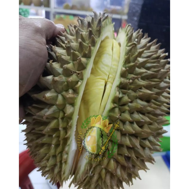 

durian lokal eksotik