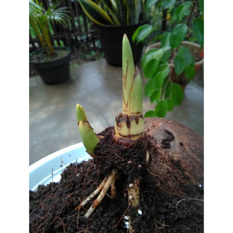 bonsai kelapa kembar 2