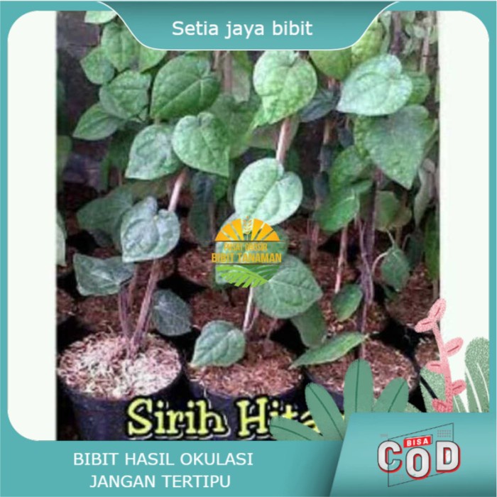 Asli Tanaman Sirih Hitam Terlaris