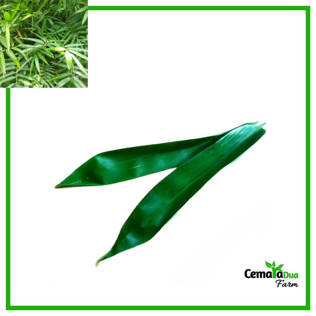 

Daun Bambu/ Pring Segar Herbal Bungkus Bacang Bakcang