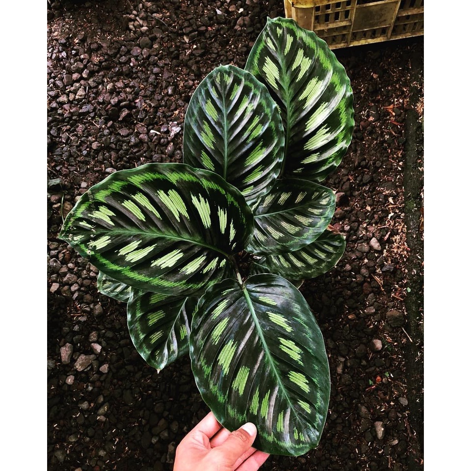 Calathea Libyana Original / Calathea Libiana