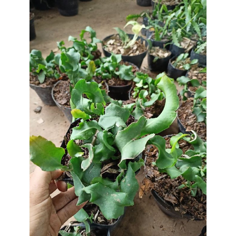 Tanaman hias Wijaya Kusuma tanduk - tanaman Wijaya Kusuma - Tanaman hias Gantung