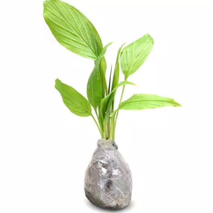 

Tanaman Herbal Temu Mangga