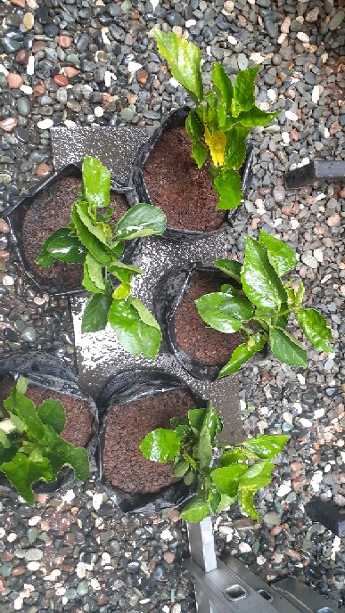 Paket Bunga Sepatu 5pcs