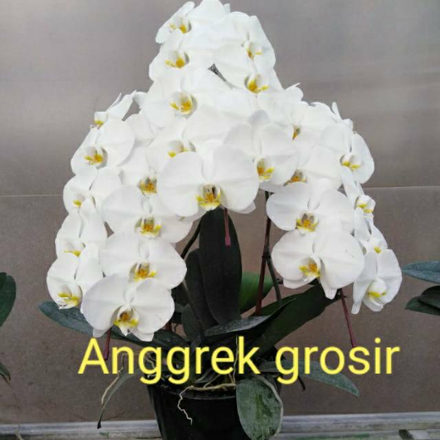 ANGGREK BULAN DEWASA JUMBO