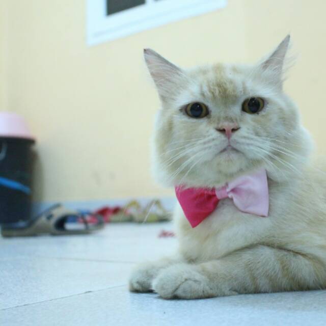 Half bowtie / dasi kucing / dasi kupu-kupu / baju kucing