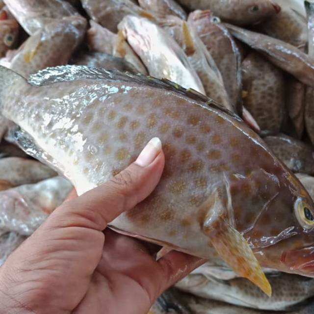 

IKAN KERAPU FRESS