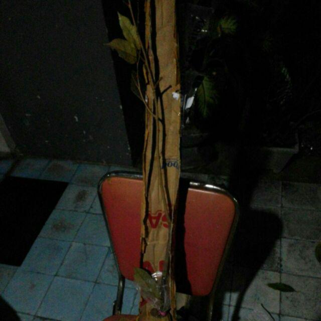 Bibit Buah Durian Montong Merah Asli