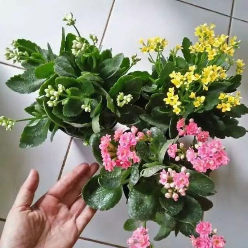 TANAMAN HIAS 3 PAKET COCOR BEBEK