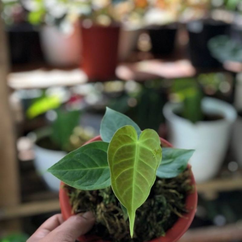Anthurium Veitchii King Baby / Veitchii King Narrow