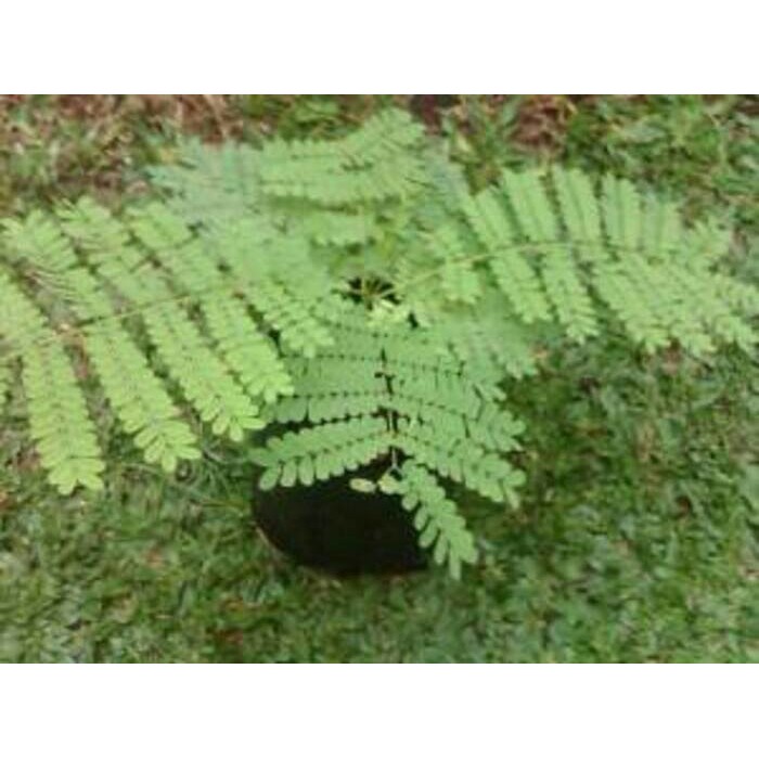 pohon flamboyan / tanaman flamboyan