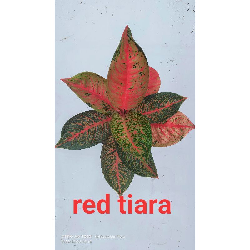 aglaonema red tiara