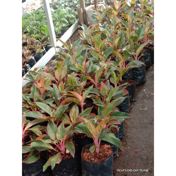 aglaonema lipstik Siam Aurora | aglaonema indoor