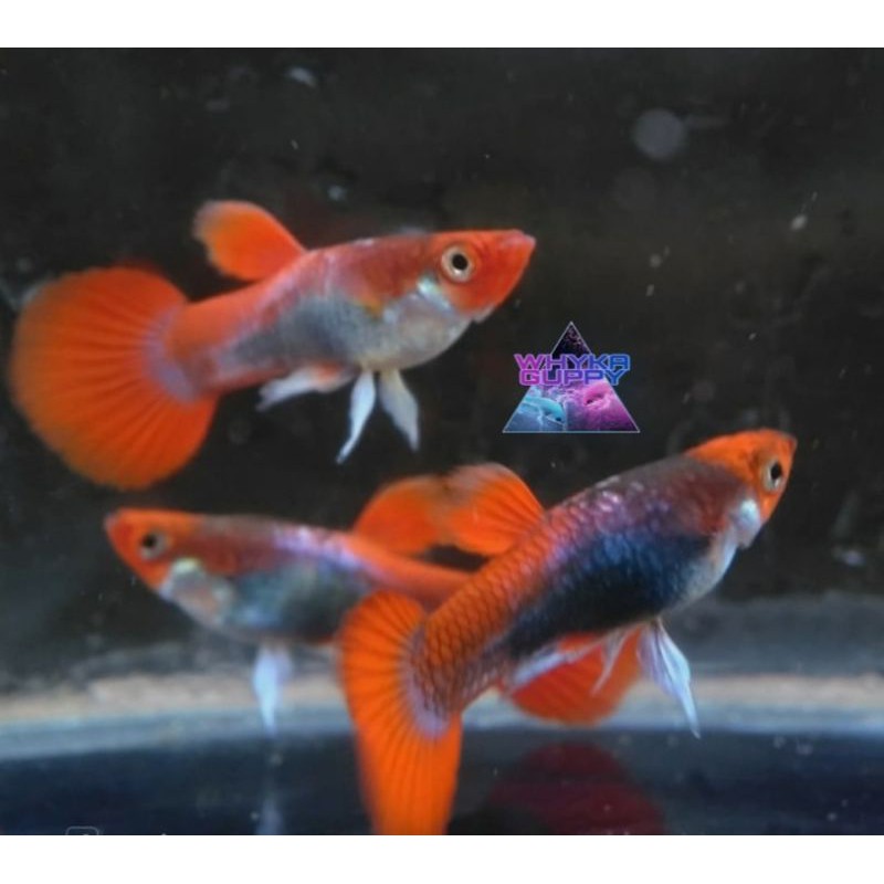 Ikan Guppy Tuxedo Koi Ikan Hias