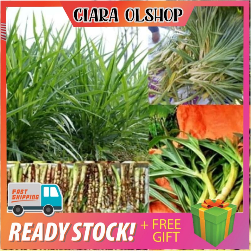 Bibit stek rumput odot rumput gajah rumput 1 kilo
