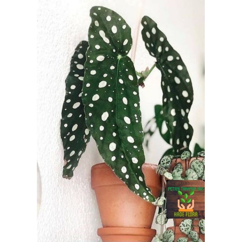 Tanaman Hias Begonia Polkadot Angel Wing | Begonia Maculata