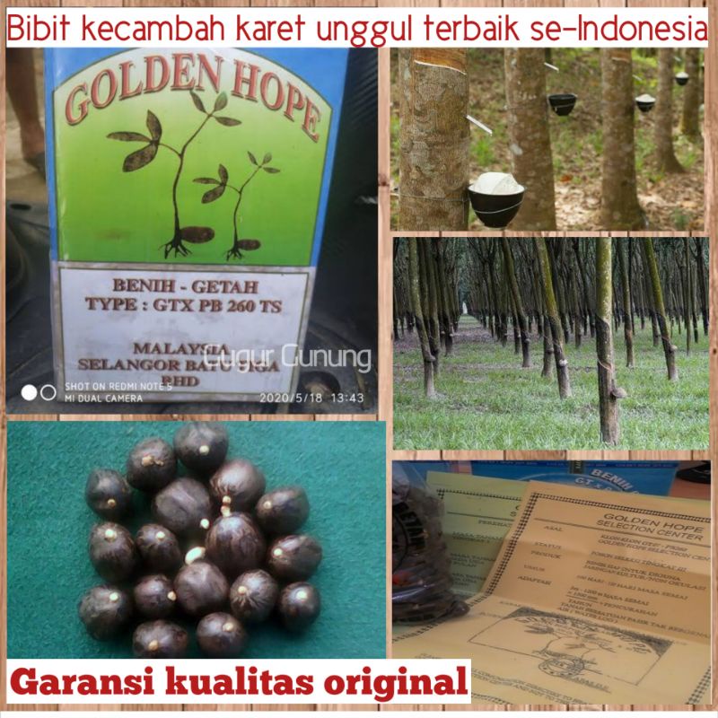 BENIH BIBIT KECAMBAH POLONG KARET MERAH UNGGUL ASLI BIBIT KARET MALAYSIA PB 260 UNGGUL GOLDEN HOPE O