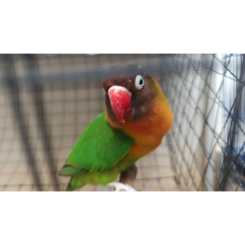 Burung Lovebird Josan Dewasa Wajib Via Ojol