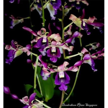 Seedling anggrek Dendrobium Pfizer Singapore