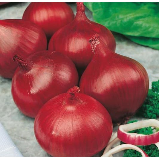 Benih Bibit Biji - Onion Red Baron Bawang Bombay Merah Seeds - IMPORT