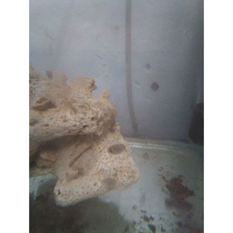 ikan mini puffer buntal mini