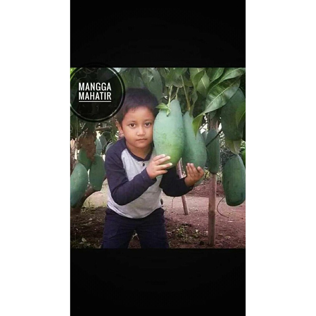 Bibit Benih Tanaman Tanaman Bibit Buah Mangga Mahatir @_#