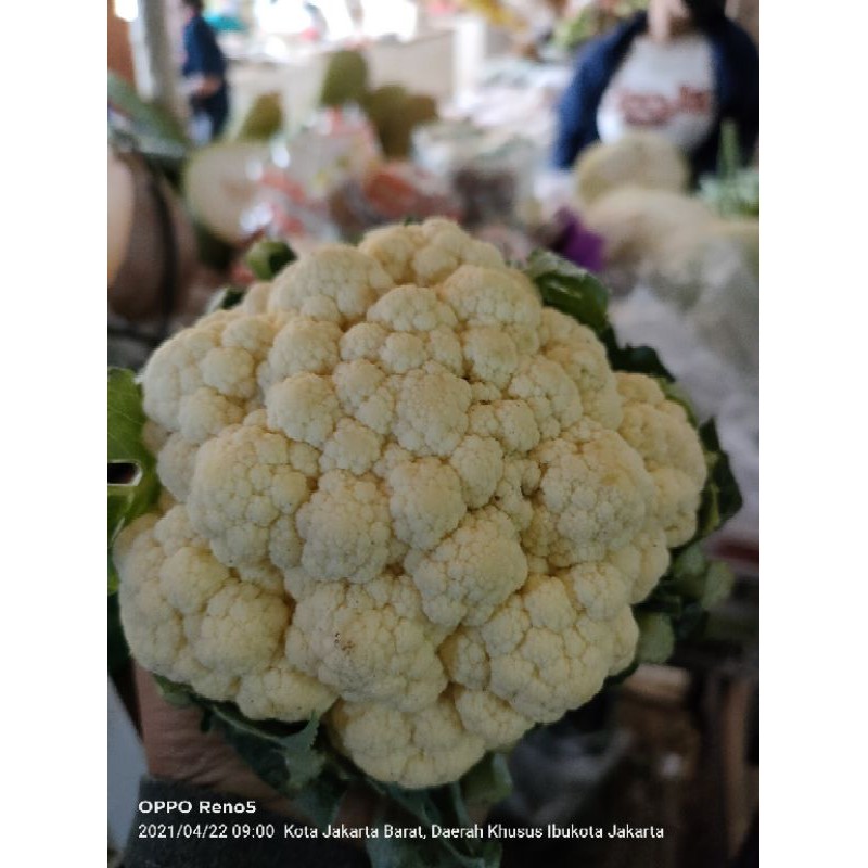 

kembang kol ( 500 gram)